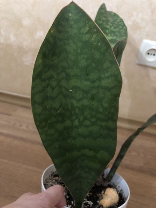 Сансевієрія Масоніана Конго