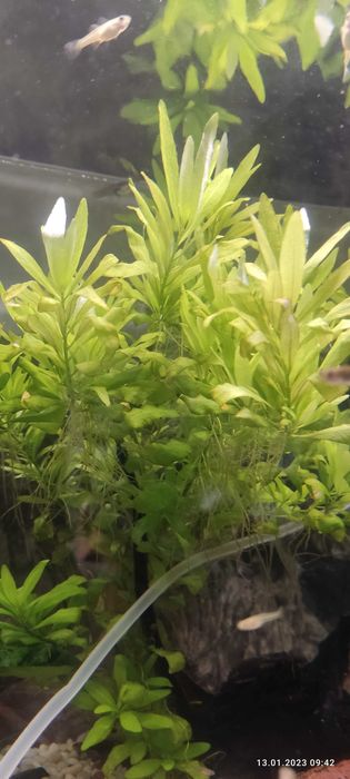 Roślinki Nawdówka wielonasienna