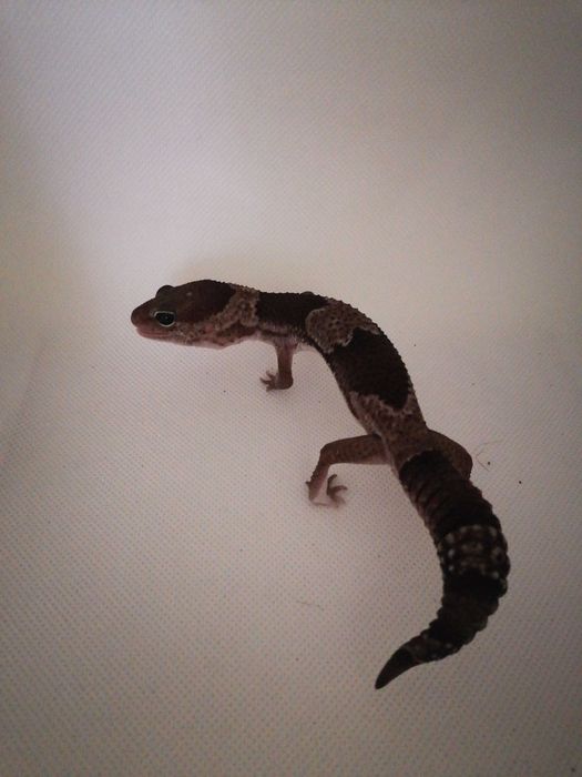 Gekon Gruboogonowy nr ref. HC0219 Oreo Stinger het Patternless OBNIŻKA CENY