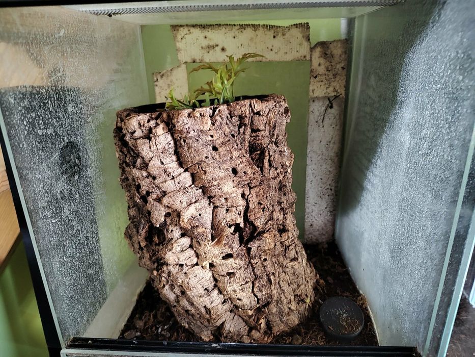 Terrarium szklane 30x30x40