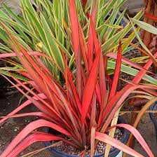 Len nowozelandzki "Evening Glow", intensywne barwy, sadzonka XXL!