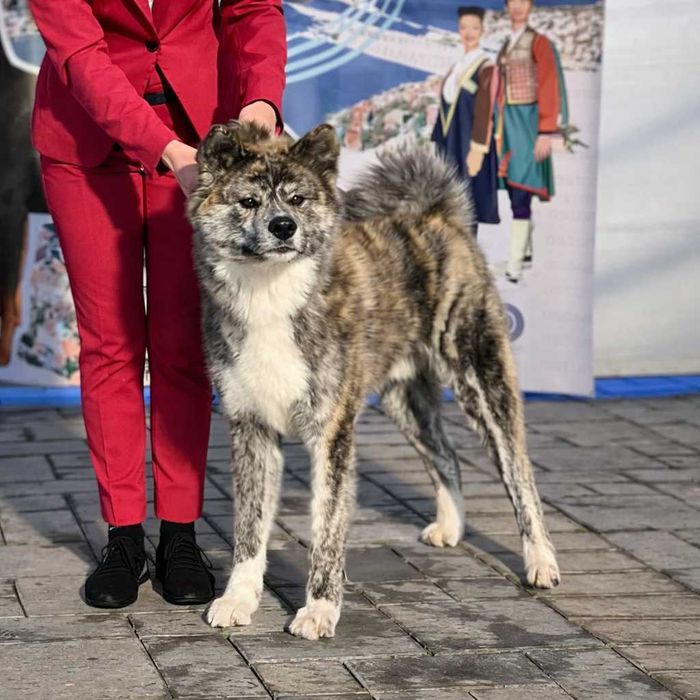 Akita Reproduktor TAKESHI Hachiko Shibuya Multichampion Krycie ZKwP