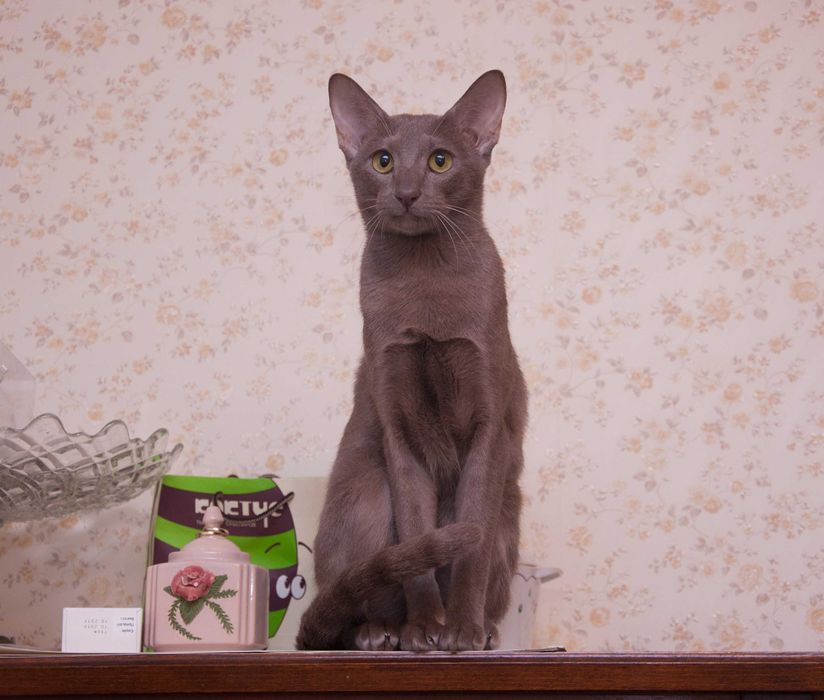 Допоможіть знайти нашу кішку. Винагорода! Пропала кішка