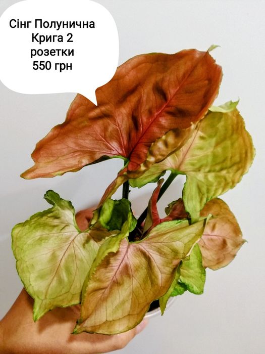 Сінгоніум Полунична Крига