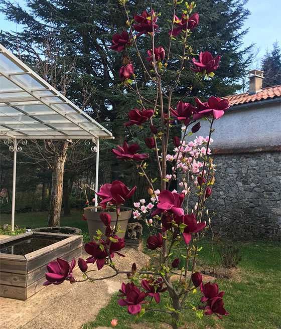 Magnolia "Genie", najciemniejsze kwiaty wśród magnolii, unikat!