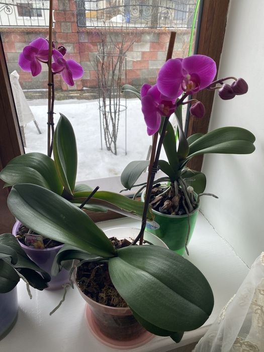 Орхідея Phalarnopsis