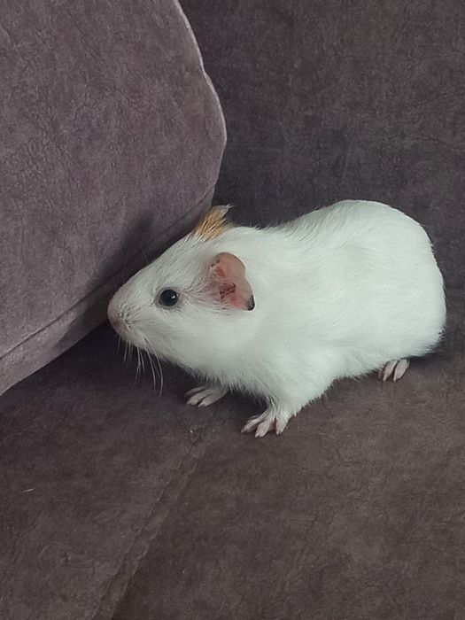 Продам морську свинку