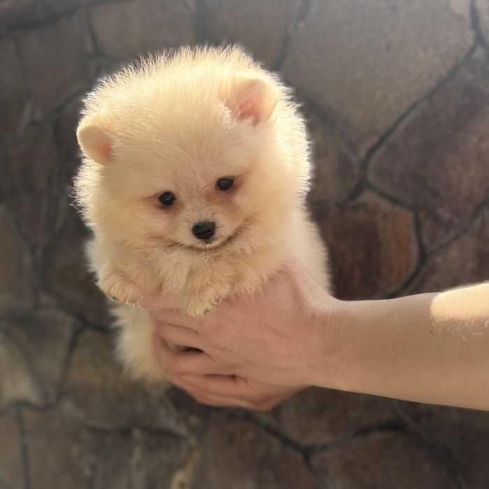 Хлопчик шоу класу тип ведмедика