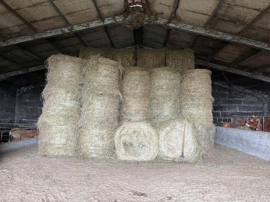 Feno  de boa qualidade