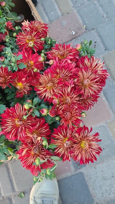 Великоквіткові хризантеми