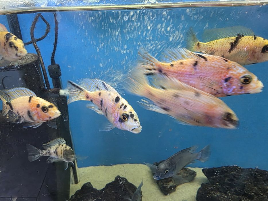 Pyszczaki Aulonocara marmelade ob