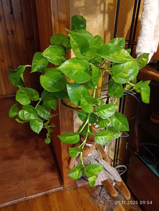 Епіпремнум Global Green