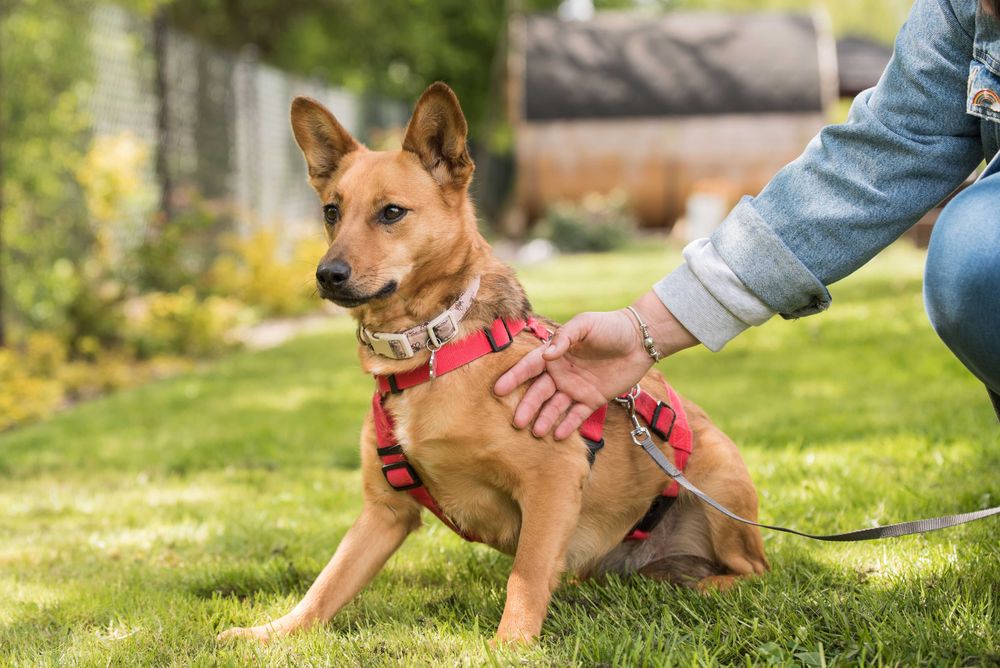 ANIDA - młoda ruda sunia