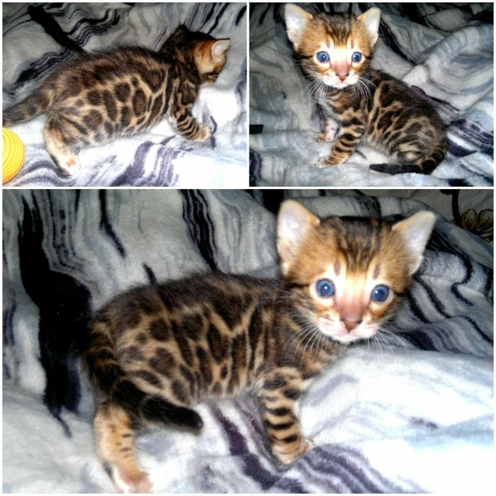 Бенгальчики в шикарному BENn24 раді дарувати свій "мур"