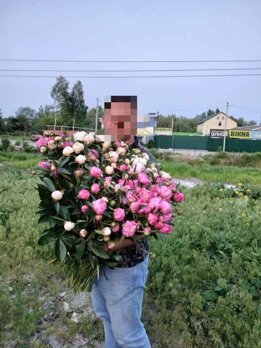 Півонії , поділки з 4-7  бруньками