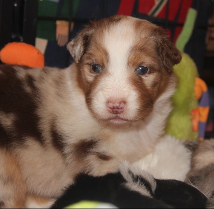 Owczarek australijski-red merle