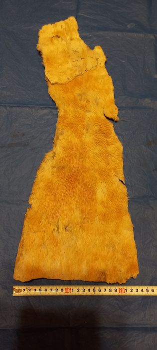 Нутрия шкурка,длина 63см