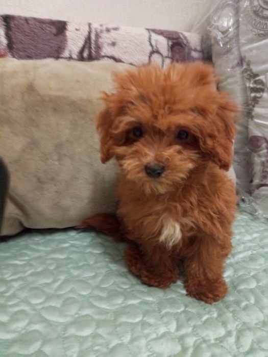 Правдивий міні- тікапістий Мальтіпу f2