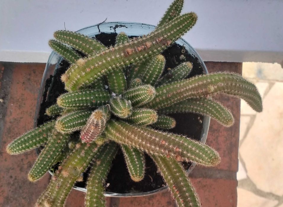 cacto-amendoim (Echinopsis chamaecereus)
