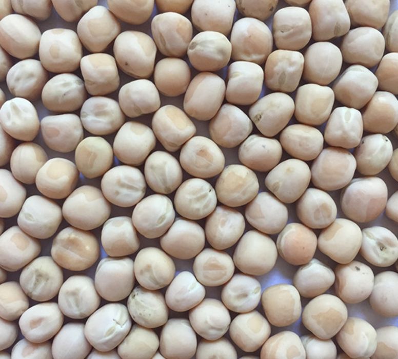 Горох врожай 2025р