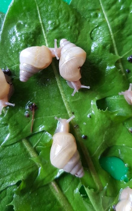 10 грн ЛИМИКОЛЯРИИ Ахатина, АрхАхатина улитки - Равлики