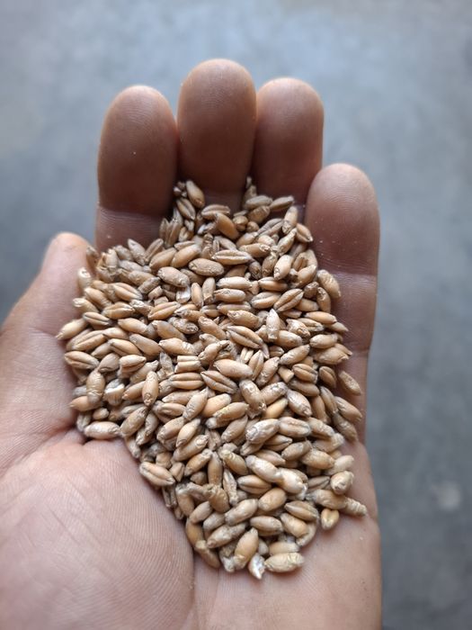 Pszenżyto ozime Rotondo