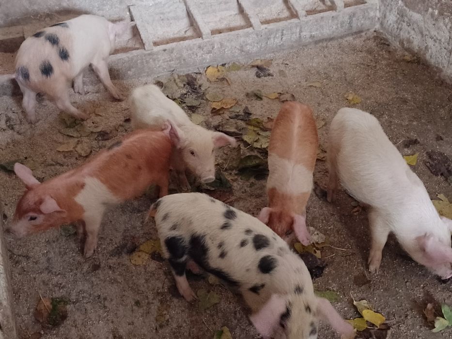 Продаються поросята