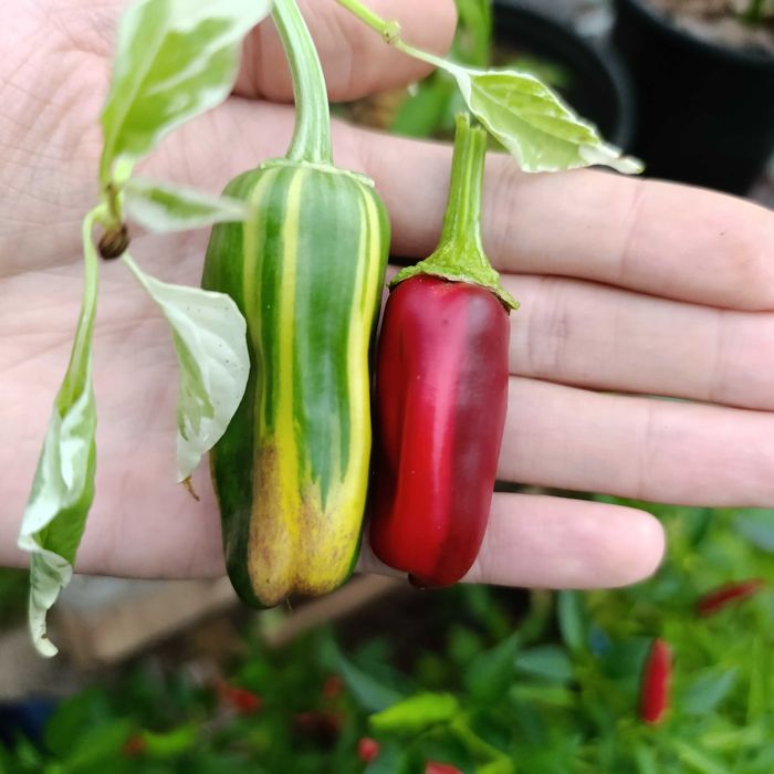 Sementes Pimentas (Colheita 2025)