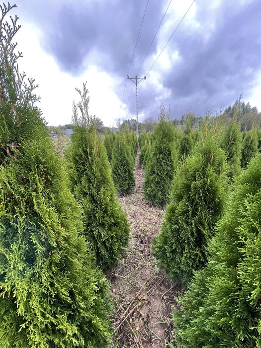 Tuja szmaragd z gruntu