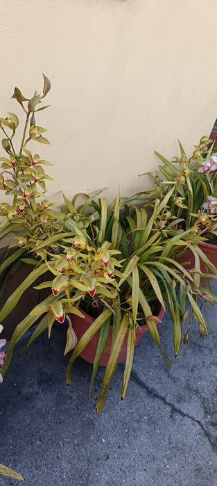 Vários vasos de orquídeas de 40cm de diâmetro