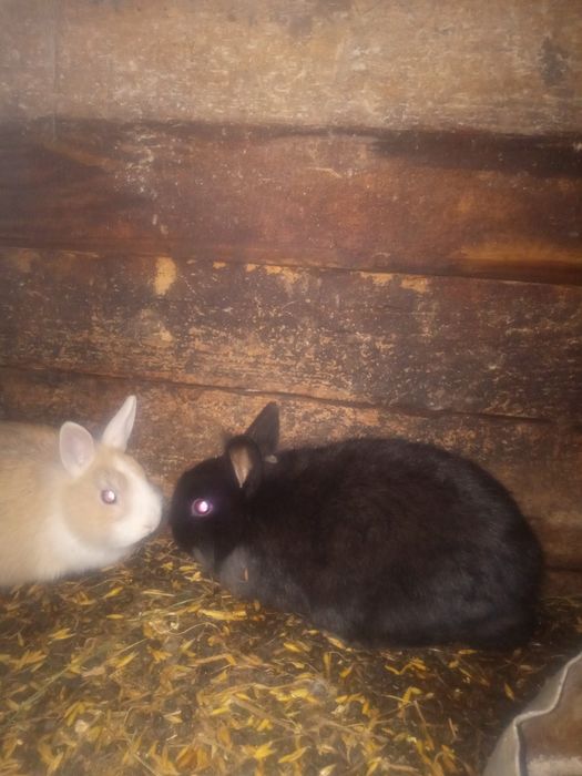 Króliki rasy mieszane i miniaturki