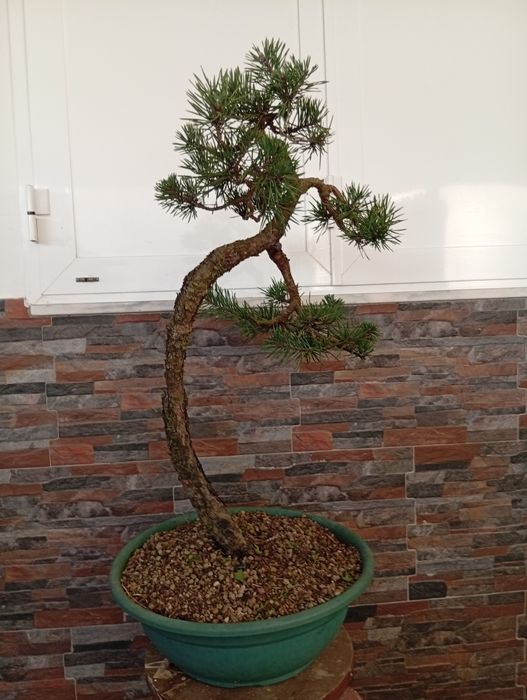 BONSAI Pinus Sylvestris estilo Bunjin. Aprox 60cm