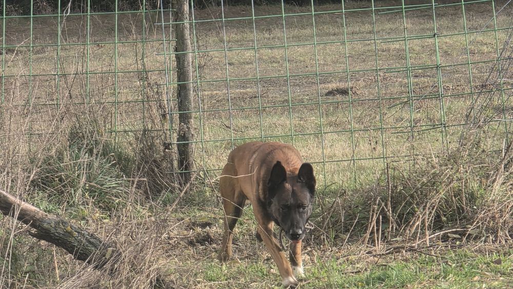 Owczarek Belgijski
