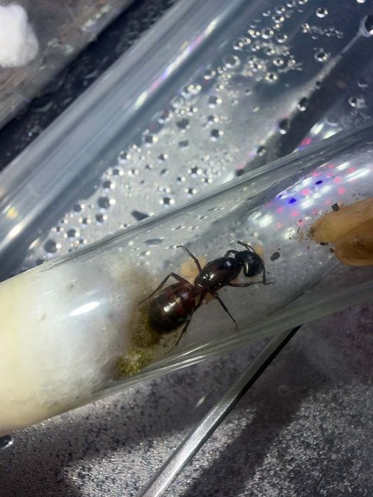 Piękna niespotykanie ubarwiona Camponotus ligniperda Q+potomstwo