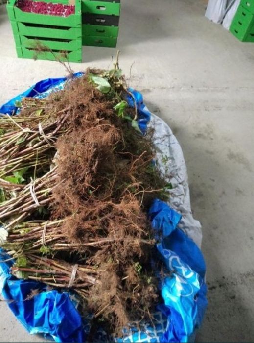 Sprzedam sadzonki malin