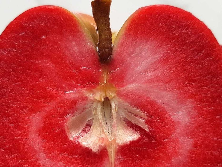 Macieiras red love polpa vermelha