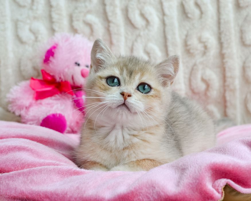 Британочка голубое золото