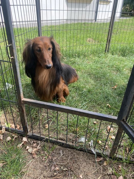 Jamnik długowłosy miniaturowy piesek