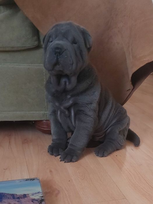 Щенки шарпея голубого и лилового окраса.