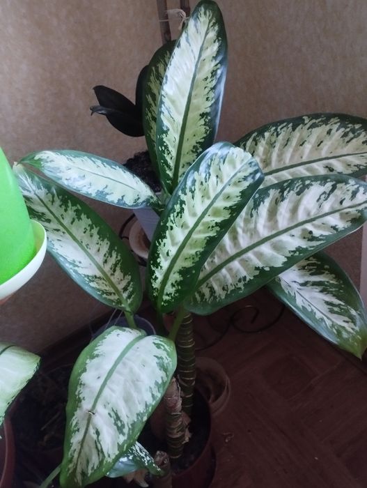 Рослина Діффенбахія