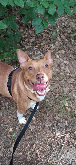 ARIELKA, 1,5 roczna adopcja za darmo