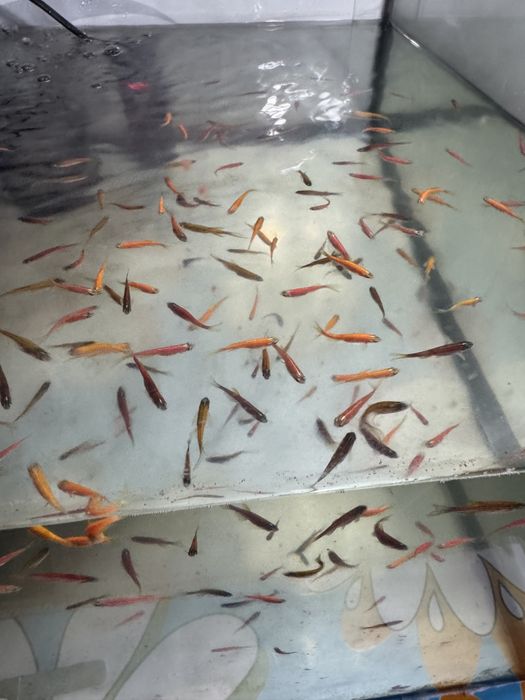 Danio vai decorar seu aquário. Muito bom para iniciantes.