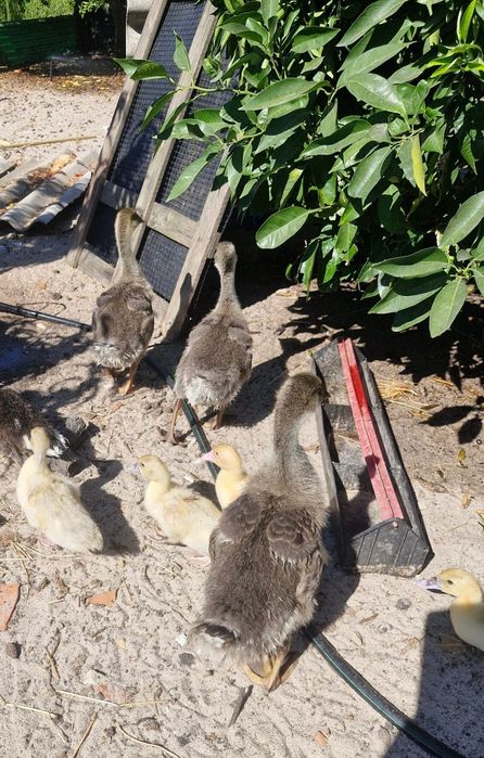Patos Gansos jovens