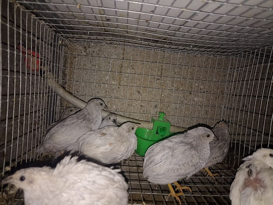 Codornizes da China e outras