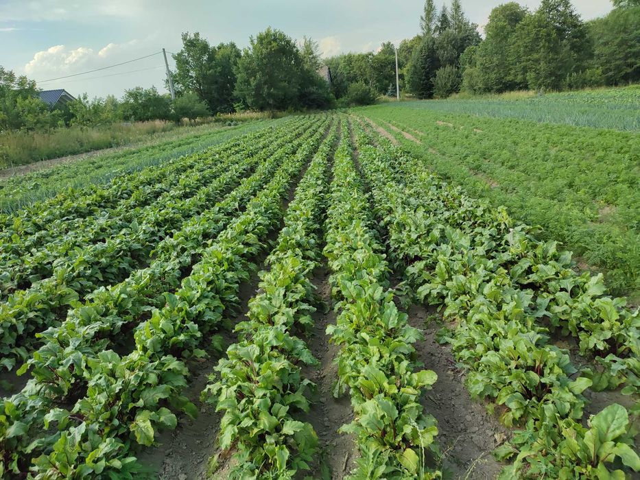 BIO EKO WARZYWA bezpośrednio z certyfikowanego gospodarstwa