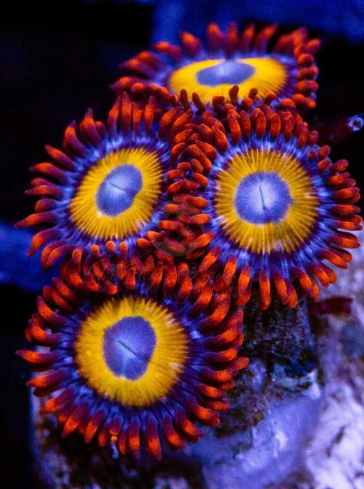 Zoanthid BEBB - zoa - Zoanthus - Koralowce - morskie