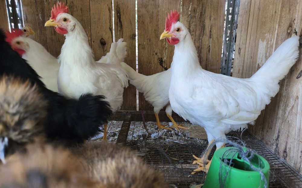 Leghorn , Cara de palhaço, Andaluza
