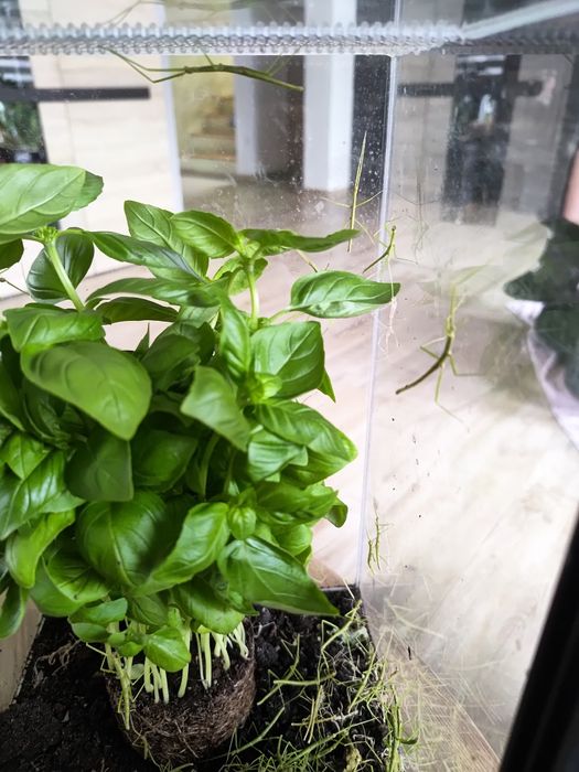 Oddam za darmo patyczaki