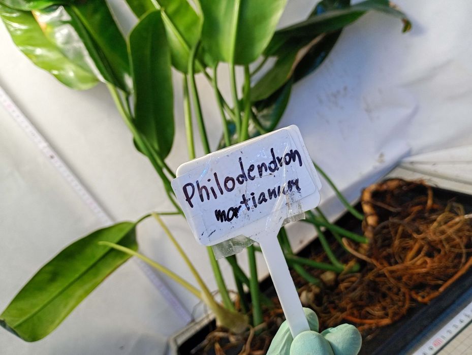 Philodendron martianum W951