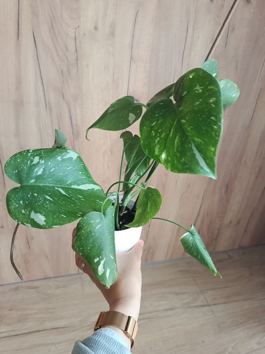 Monstera thai constelation noid